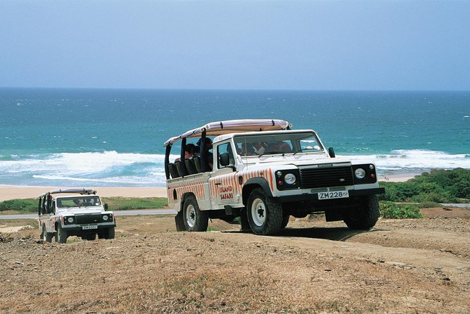 safari cars driving along a grassy hill next to the sea